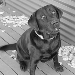 Planning Studio_Chelsea